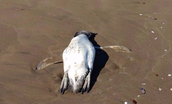 ¿Por qué aparecieron pingüinos muertos en Punta Mogotes? - 0223 Diario digital de Mar del Plata (Comunicado de prensa) (Registro)