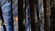 Situación “explosiva”: alerta en Miramar por el peligro de incendios forestales