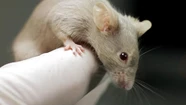 La variante Ómicron pudo haberse originado en ratones.