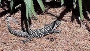 Un lagarto overó reapareció en la zona de Sierra de los Padres.
