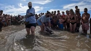Vuelven al mar dos tortugas rescatadas por pescadores artesanales