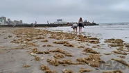 La presencia de toxinas en algas y otros organismos encienden las alarmas en las localidades costeras. Foto: 0223.