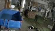 Video: entró a robar a una casa y lo sacaron a mordiscones dos valientes perros