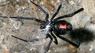 En el campo hay alerta por la propagación de la araña viuda negra.