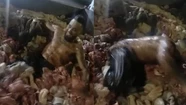 ¡Un asco!: tras las muertes de dos personas, se viralizó un video de carnicero nadando en chinchulines