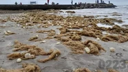 La gran aparición de algas y oviucápsulas sorprendió en esta temporada a Mar del Plata. Foto: archivo 0223.