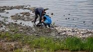 Gran mortandad de peces en Chascomús: dan a conocer los resultados del análisis realizado en la laguna