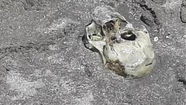 Horror en Mar del Plata: Chicos jugaban en el mar y encontraron un cráneo humano enterrado en la arena.