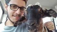 "Te voy a comprar yo, tengo que salvarte": un vegano pagó $35 mil por una cabra para evitar que se la comieran