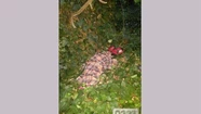 Hallan cadáver de una mujer en el bosque Peralta Ramos: aprehendieron a su expareja
