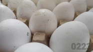 Un maple de huevos se consigue por más de 1000 pesos en Mar del Plata. Foto: archivo 0223.