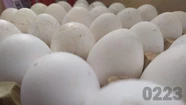 ¿Huevos de oro?: el precio de los maples se disparó un 150% en Mar del Plata