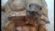 Se robaron a la tortuga Juana: pesa 4 kilos y tiene una parte del caparazón celeste por el mundial