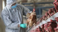La propagación de la gripe aviar enciende alarmas entre productores avícolas.
