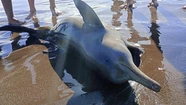 Encuentran un delfín muerto y advierten que la especie está en peligro de extinción