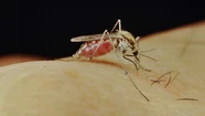 Descartan que haya una "invasión" de mosquitos en Mar del Plata