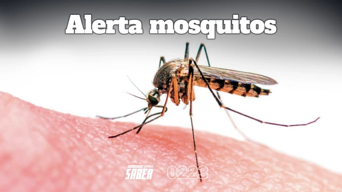 Plaga e invasión de mosquitos: ¿Corremos peligro de contagiarnos dengue?