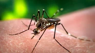 Récord de casos de dengue: más de 269 mil afectados y 197 fallecidos en Argentina