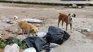 Horror en Corrientes: al menos 100 perros murieron por envenenamiento