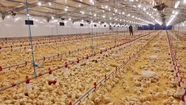 Comenzaron en Mechongué las operaciones de la nueva planta avícola