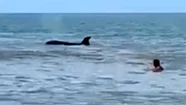 Se incrementó el número de avistamientos de orcas en Mar del Plata
