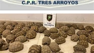 Allanaron una casa y encontraron 140 tortugas en situación de hacinamiento