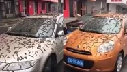 Misterio en China por una lluvia de gusanos: ¿De qué se trata?