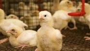 El caso positivo de gripe aviar IA H5 fue detectado en una granja ubicada en General Pueyrredon. Foto ilustrativa. 