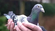 Gripe aviar: piden evitar el rescate y no tomar contacto con aves que aparecen moribundas