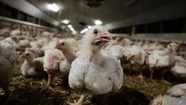 Los productores avícolas afectados por la gripe aviar esperan la ayuda económica del estado. Imagen ilustrativa.