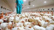 En una granja de Mar del Plata murieron más de 20 mil aves por la gripe aviar.