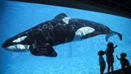 Murió Kiska, la orca "más solitaria del mundo" 