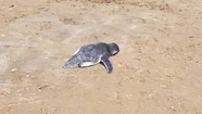 Temor por la gripe aviar en una playa marplatense: “Hay un pingüino herido y nadie se hace cargo”