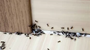 La ola de calor trajo una invasión de hormigas: cómo deshacernos de estos invitados indeseables