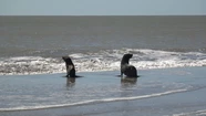 El tierno regreso al mar de dos lobos marinos tras una difícil rehabilitación
