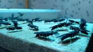 Inauguran en Balcarce la primera planta argentina de cría de insectos para consumo animal