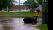 Casi un cuento chino: un camión atropelló a una vaca que fue asistida por los vecinos.