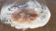 Una medusa gigante causó pánico en Monte Hermoso