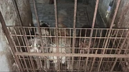 Condenaron a 8 meses de prisión al dueño de un criadero clandestino por maltrato animal