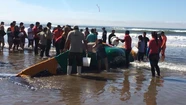 Contrarreloj: intentan salvar a la ballena varada en Punta Mogotes 