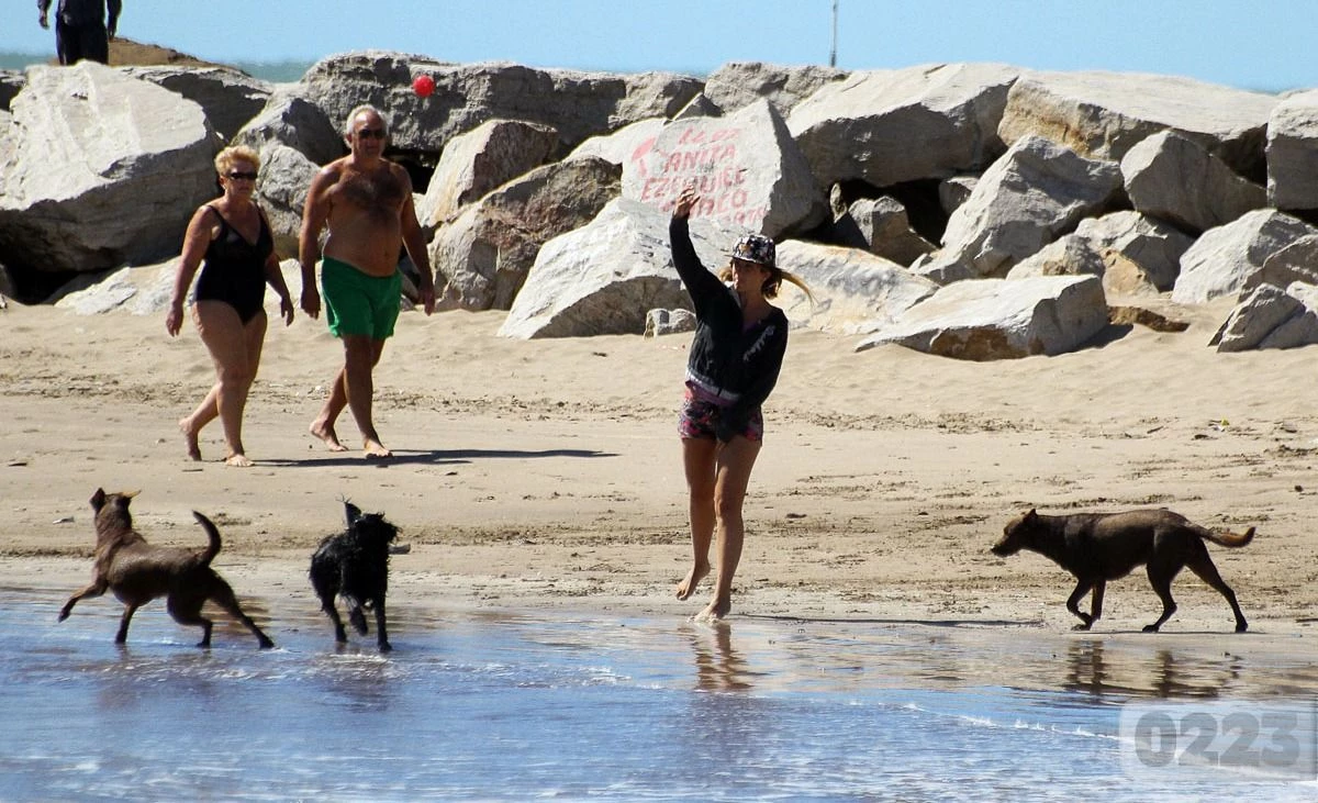 se permiten perros en las playas del condado de volusia