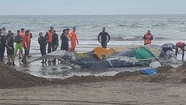 Murió la ballena que llevaba 48 horas encallada en Punta Mogotes