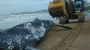 La ballena será enterrada en un predio lindero al basural para preservar sus restos