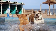 Se viene una semana de calor intenso en Mar del Plata: ¿cómo cuidar a tu mascota?