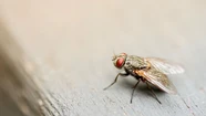Proliferación de moscas: en Necochea deberán fumigar un barrio