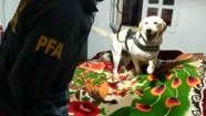 "Oso", el perro que permitió detener a dos personas en Mar del Plata por venta de cocaína