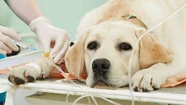 Para ser donantes, los perros deben pesar más de 23 kg. Foto ilustrativa.