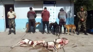 Demoran a seis hombres por cazar con perros galgos y sin permiso