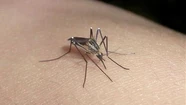 El mosquito aedes aegypti, crece en pequeños reservorios de agua y es el vector del dengue.