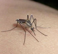 Dos contrapruebas dieron negativo y Provincia descarta el "primer" caso autóctono de dengue en Mar del Plata